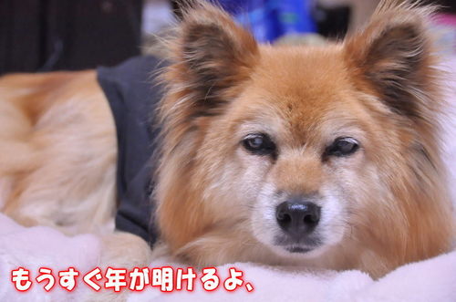 2011_12_31_001.jpg