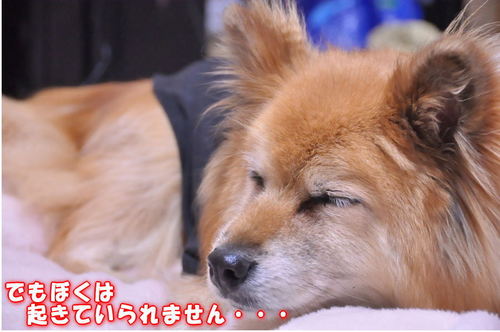 2011_12_31_002.jpg